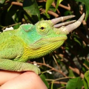 Green Scorpion our Jackson chameleon, unsure of age. We bought him from petsmart