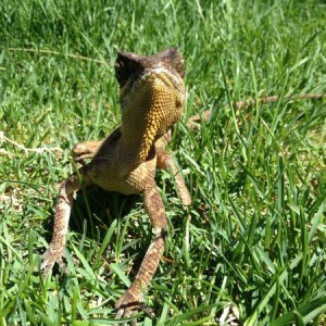 Drago