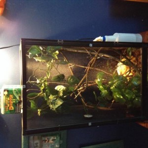 Rango