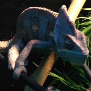 pascal