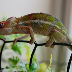 Enzo the Panther Chameleon