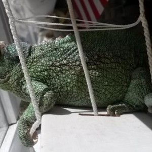 Camo