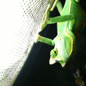 Pascal