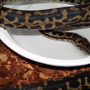 My Snakes