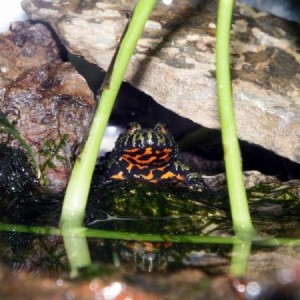 My Frogs