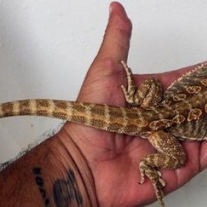 "Mushu" My Bearded Dragon