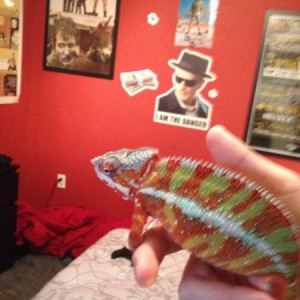 Skittles (8 Month Old, Panther Chameleon)