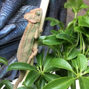 My Little Rango @ 2 1/2 - 3 months