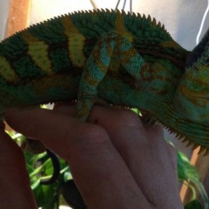 Crazy Veiled Chams