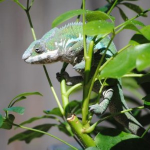 1st Panther - Maui