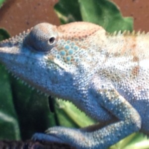 Young Panther Chameleons