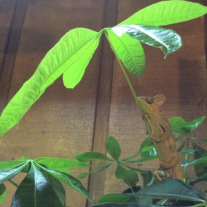 Rango @ 3 1/2 months