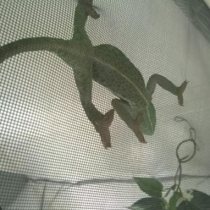 Caging the Escape Artist