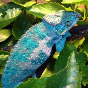 Gonzo, new member to the Zoo