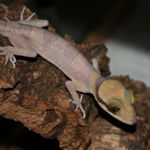 Past Reptiles