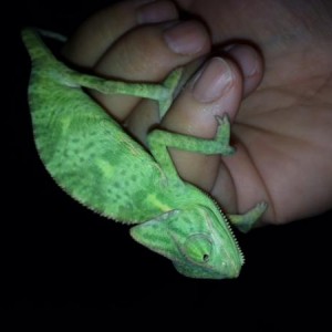 Virgil the chameleon