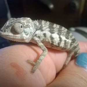 Zeus