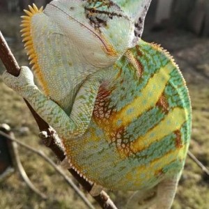 Randall