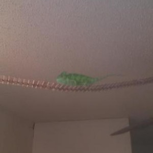 Max's room