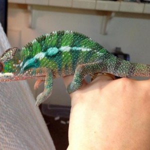 Yoshi