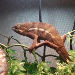 New Male
