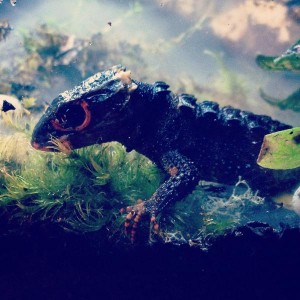 Other Pets
