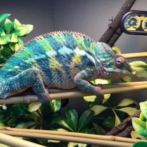 lj