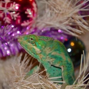 Pet Chameleons