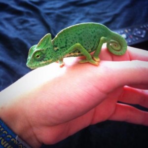 Koopa !