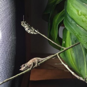 J. Jacksonii and johnstoni