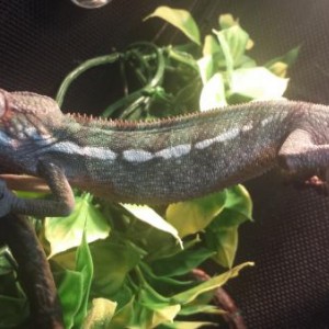 Sid (4 months)