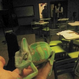 my chameleon and chameleon related stuff