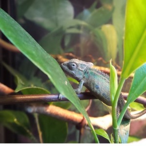 Bradypodion Thamnobates