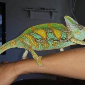Zeus