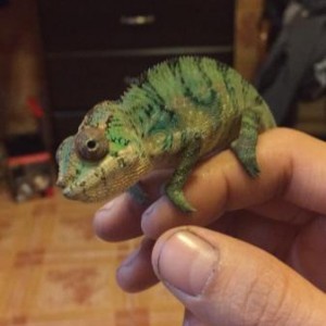 My Chameleons