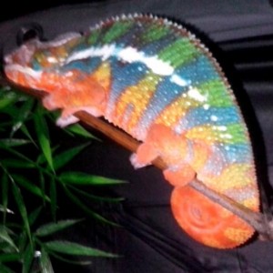 Beelze"Bub"