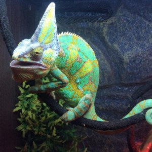 Cham pics