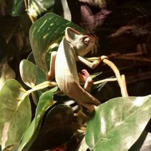 My Chameleon