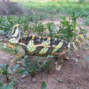 Chevys Perdy Colors!