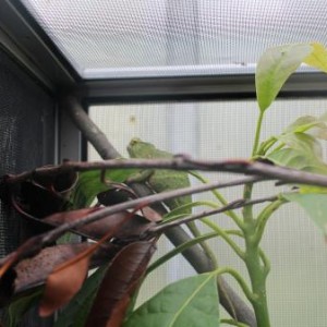 Furcifer Chameleon