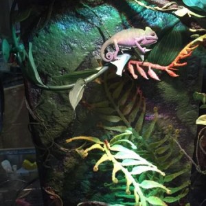 My first Veiled Chameleon