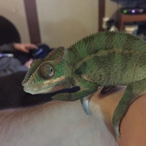 Gus and Dora Red and Blue Panther Chameleons