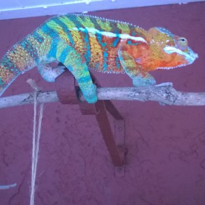 PeeWee  the Ambanja!!