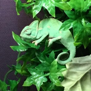 Sinbad