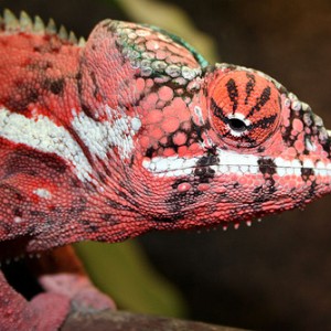 Reptile gems