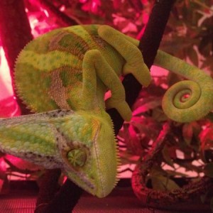 Gekko my Chameleon