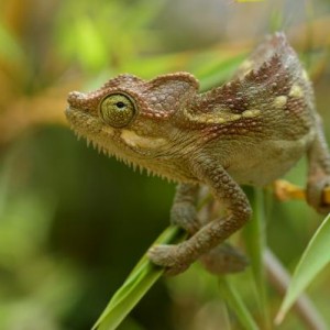 Chameleons