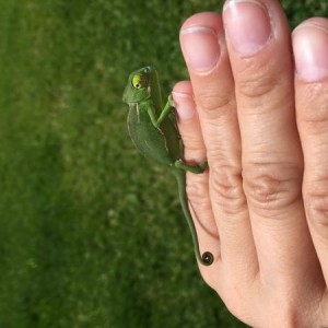 My new baby Veiled Chameleon, Napoleon :)