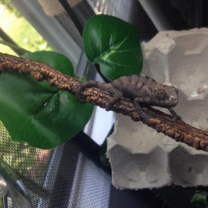 mushu