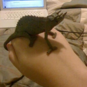 Jackson's Chameleon